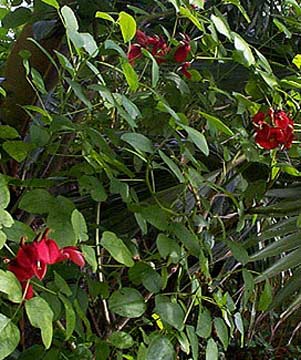 Erythrina crista-galli Coral Tree