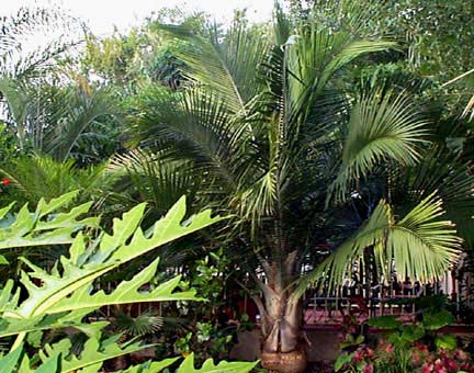 Ravenea rivularis Majesty Palm