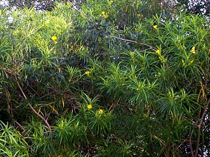 Thevetia peruviana Yellow Oleander