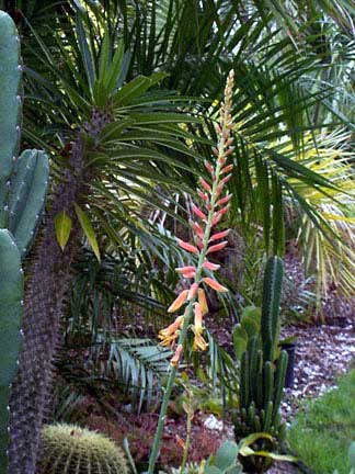 Cacti garden Aloe vera
