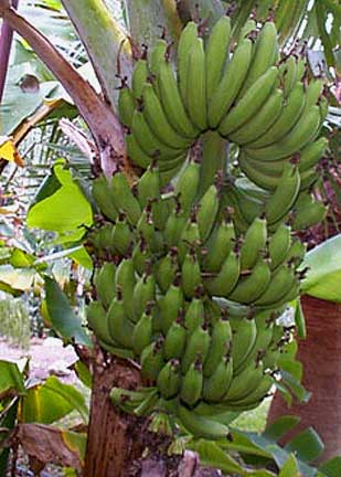 musa acuminata dwarf banana