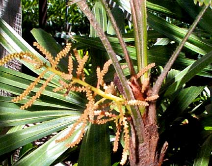 Lady Palm Rhapis excelsa male flowers