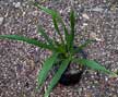 White crownshaft palm