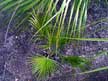 Guadalupe Palm