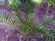 Canary Island Palm