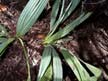 Sabal minor