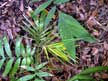 Bamboo Palm