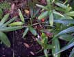 Dwarf Lady Palm