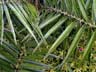 Phoenix humilis