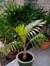 Bottle Palm