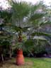 Mexican Fan Palm