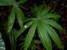 Taraw Palm