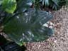 Matallic Palm