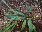 Texas Sabal