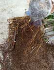 clearing soil from root ball