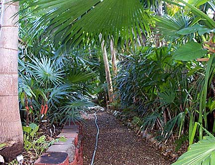 Foxtail palm, Thatch palm, Lady palms, chinese fan palm