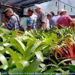 Group viewing Bromeliads