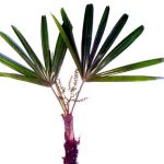 Rhapis excelsa kodaruma