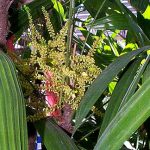 Rhapis excelsa (Lady Palm) female with inflorescences