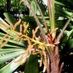 Rhapis excelsa (Lady Palm) male with inflorescences