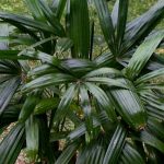 Rhapis excelsa 'Daruma' male plant.