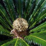 Sago Palm Female cone