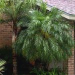 Phoenix roebelenii (Pygmy Date Palm)