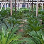 Cycas revoluta (Sago Palms)