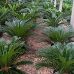 Cycas revoluta (Sago Palms)