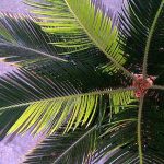 Cycas revoluta (Sago Palm) variegated