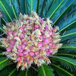 Cycas revoluta (Sago Palm) female with seed