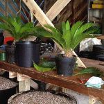Sago palms ready for move up