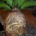 Sago Palm roots