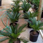 Newly moved up Sago Palms