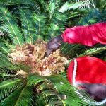 Prickly Business