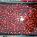 Cycas revoluta seed soaking