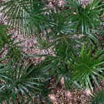 Sago Palm Seedlings