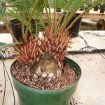 Sago Palm Pups growing in a pot