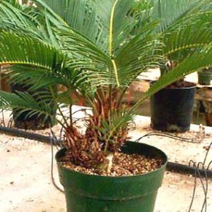 More Sago Palm pups that have been planted in a pot