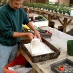 planting Sago Seed
