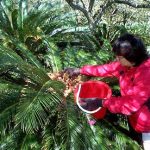 Harvesting the Sago seed