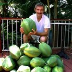 Carica papaya harvest
