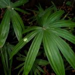 Livistona saribus "Taraw Palm"