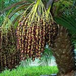 Phoenix roebelenii Pygmy Date Palm Female infructescence (ripe)