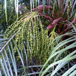 Phoenix roebelenii Pygmy Date Palm Female infructescence