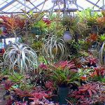 Bromeliad Greenhouse