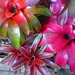 Neoregelias Bromeliad