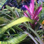 Tilandsia hybrid Bromeliad