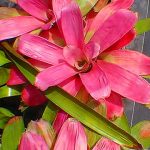 Neoregelia "passion" Bromeliad