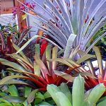 Alcantarea odorata (Very Rare) Bromeliad